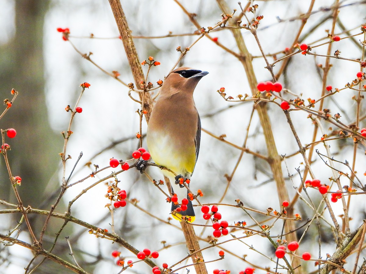 Cedar Waxwing - ML646765957