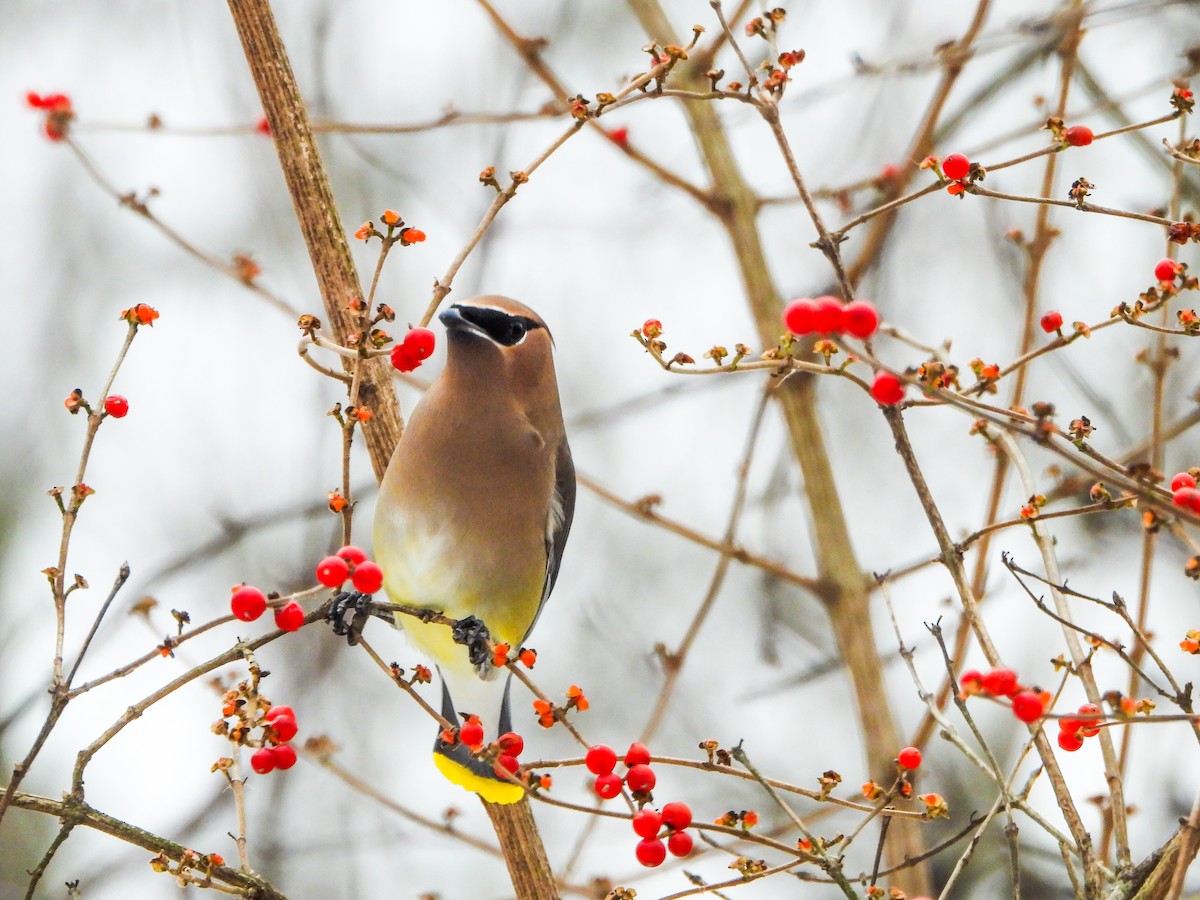 Cedar Waxwing - ML646765958