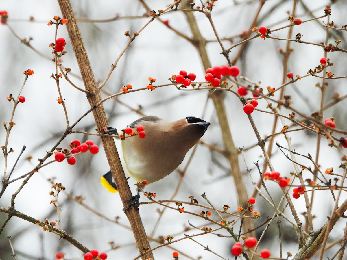 Cedar Waxwing - ML646765959