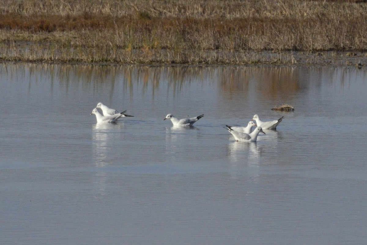 Black-headed Gull - ML646765964