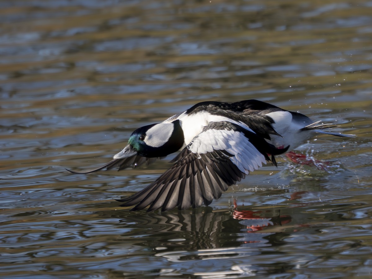 Porrón Albeola - ML646765968