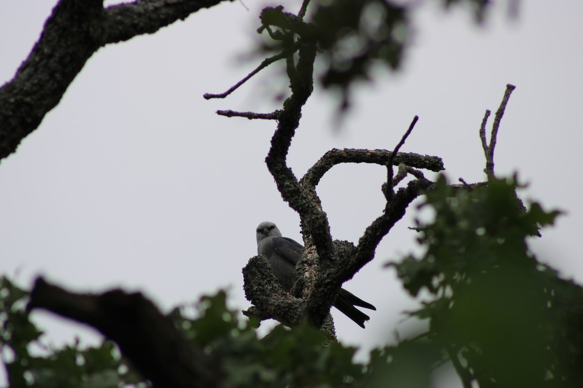 Mississippi Kite - ML646765969