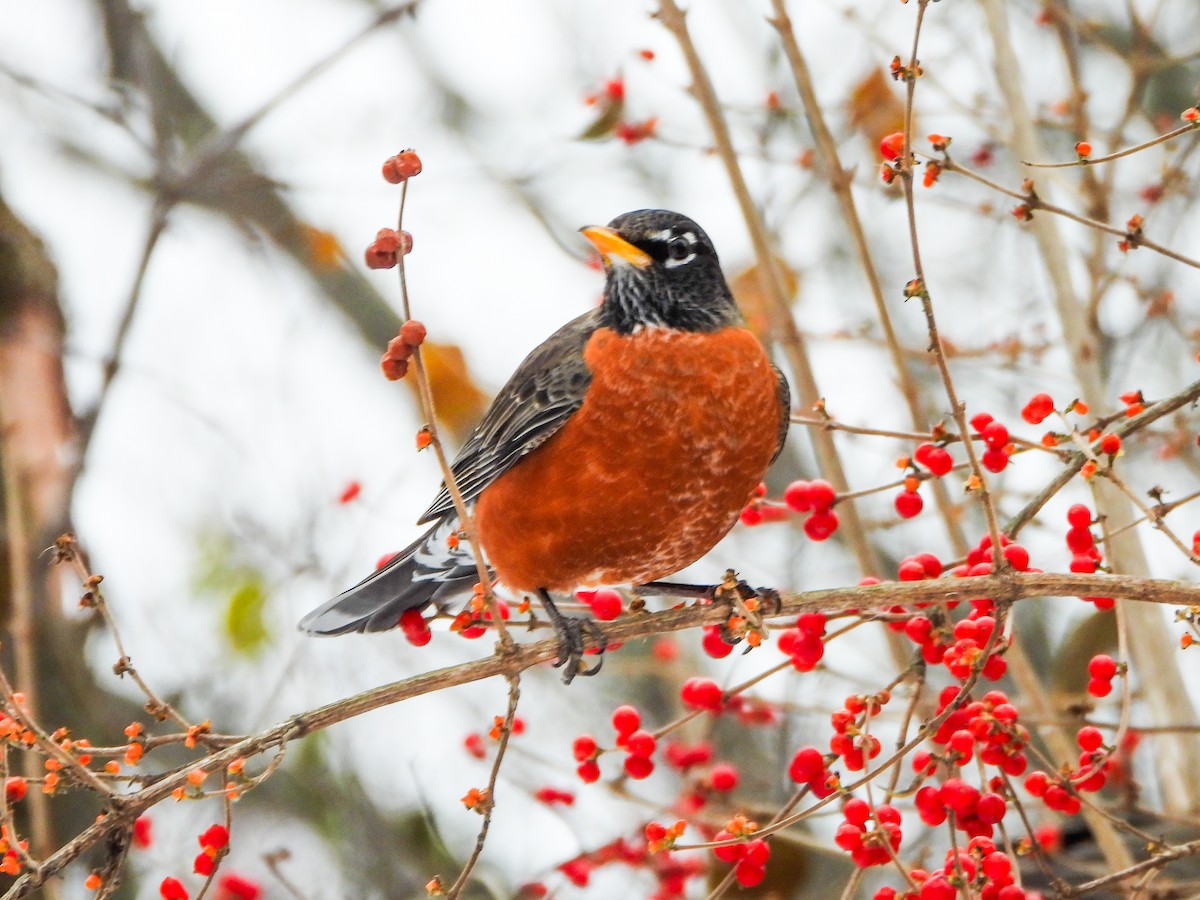 American Robin - ML646765970