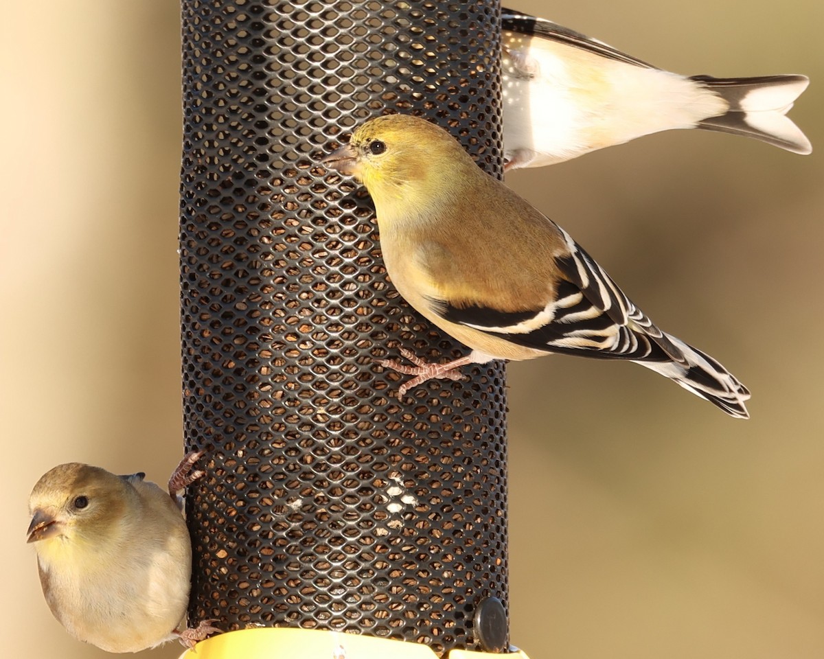 Американский чиж - ML646765971