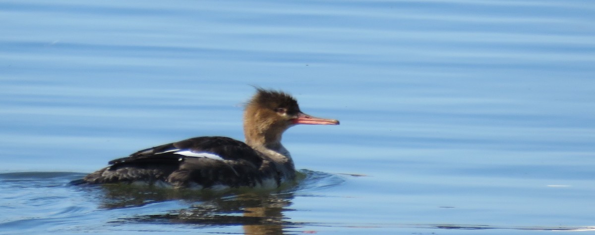 Serreta Mediana - ML646765972