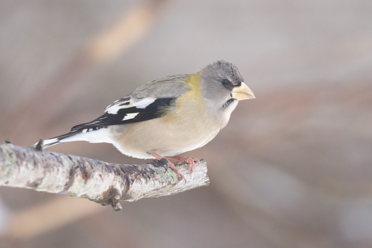 עב-מקור ערב - ML646765973