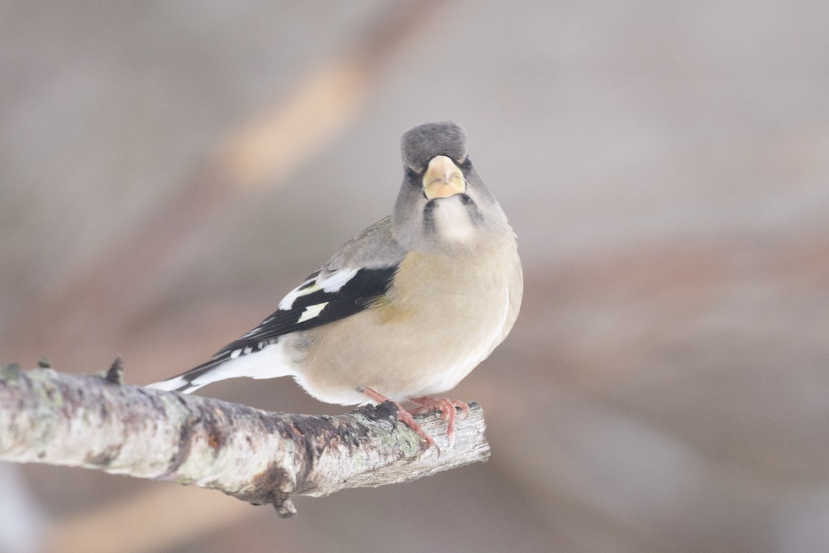 עב-מקור ערב - ML646765974