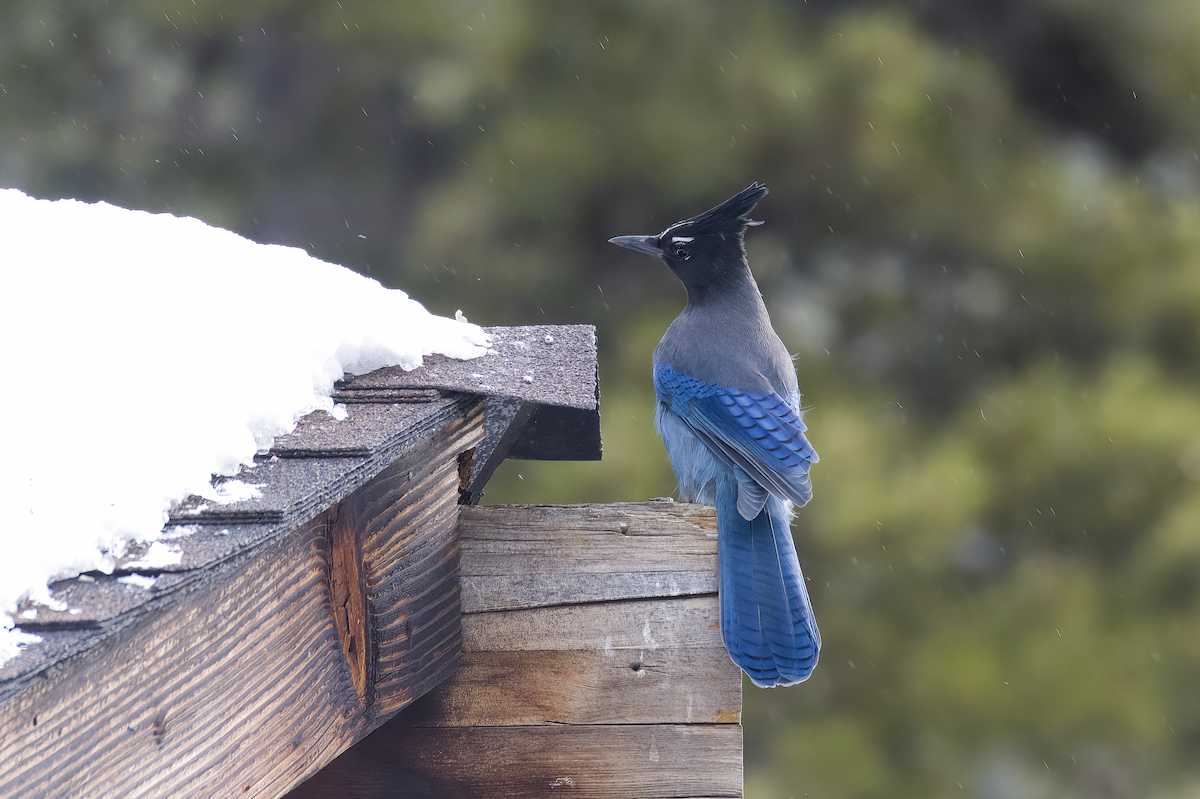 Steller's Jay - ML646765977