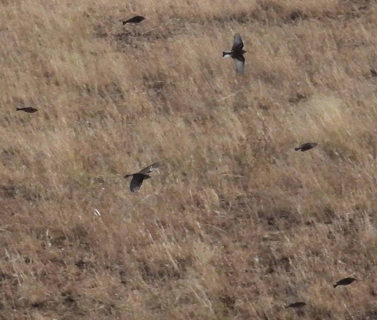 Подорожник чорногрудий - ML646765988