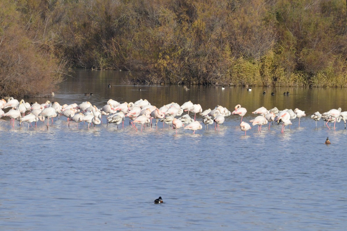 Greater Flamingo - ML646765989