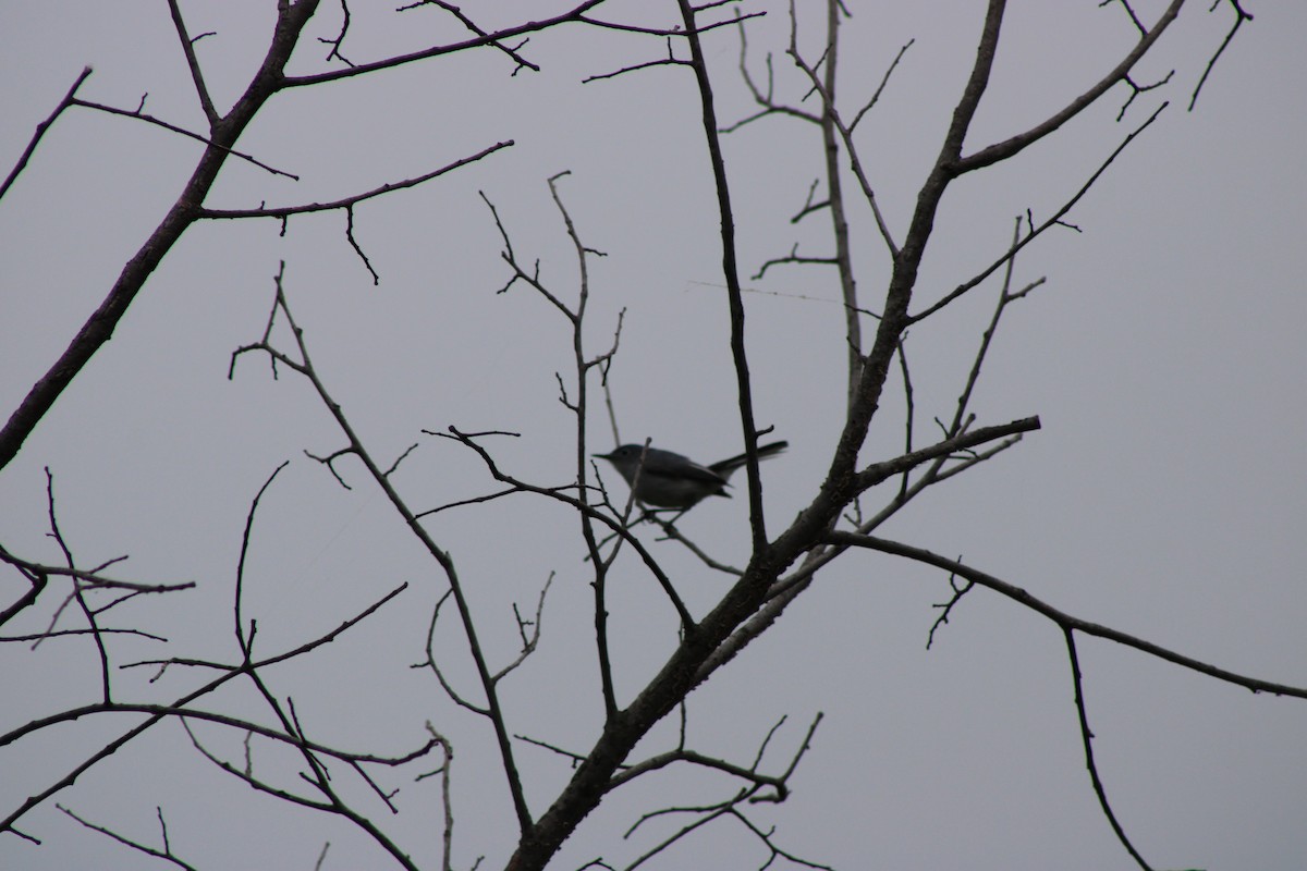 Blue-gray Gnatcatcher - ML646765990