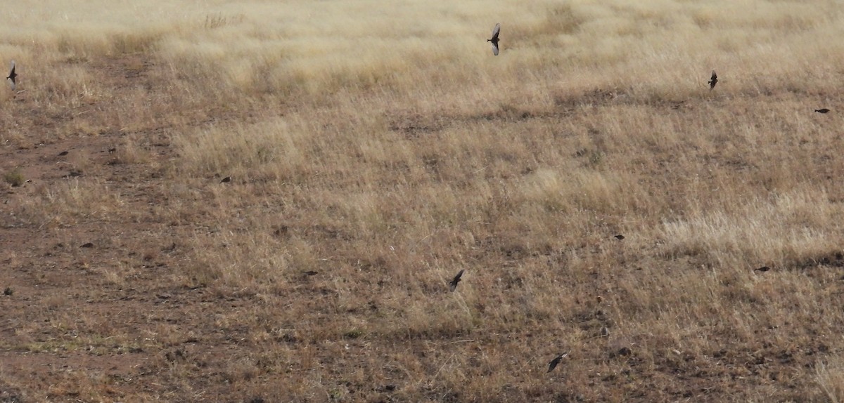 Подорожник чорногрудий - ML646765992