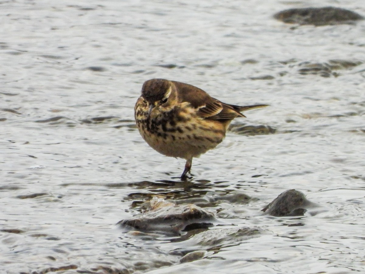 American Pipit - ML646765993