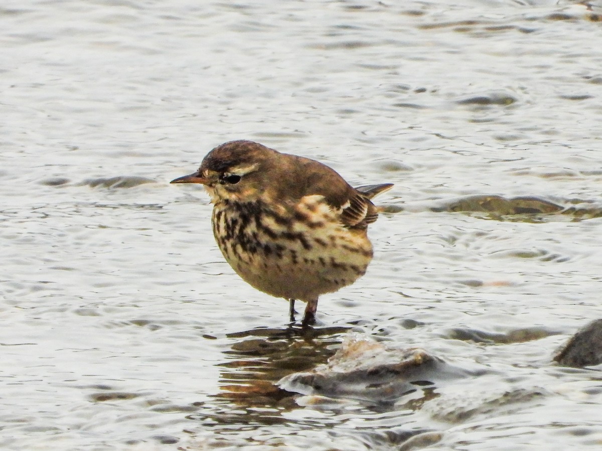 American Pipit - ML646765994