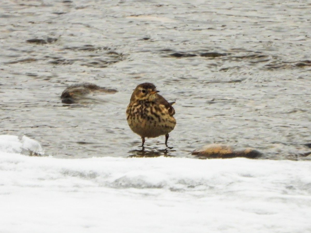 American Pipit - ML646765995