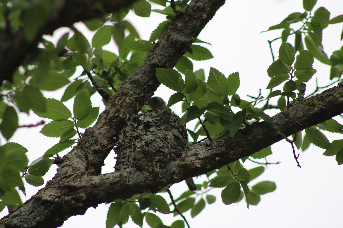 Blue-gray Gnatcatcher - ML646765996