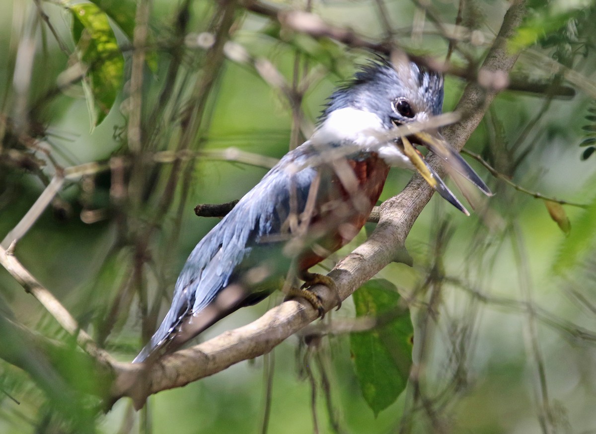 Ringed Kingfisher - ML646766001