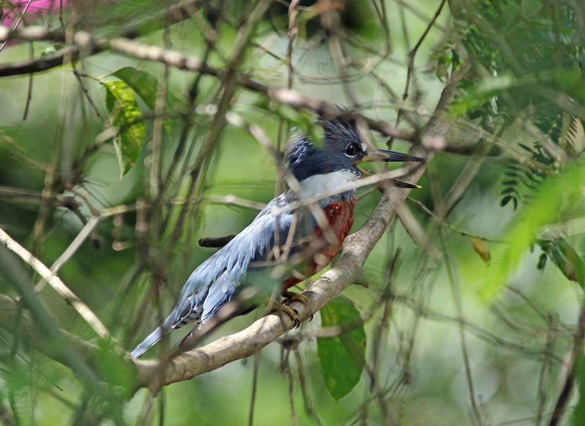 Ringed Kingfisher - ML646766002