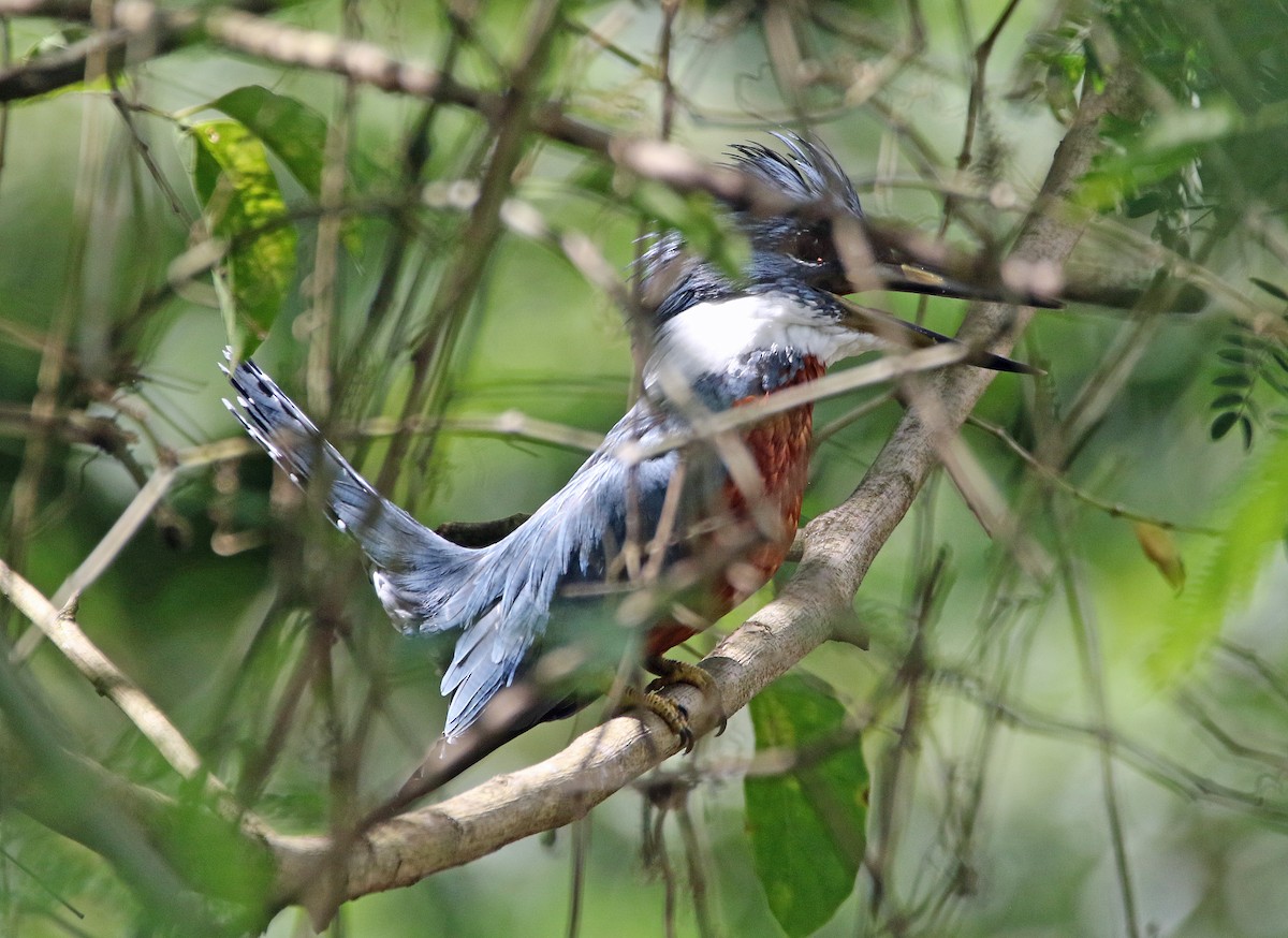 Ringed Kingfisher - ML646766003