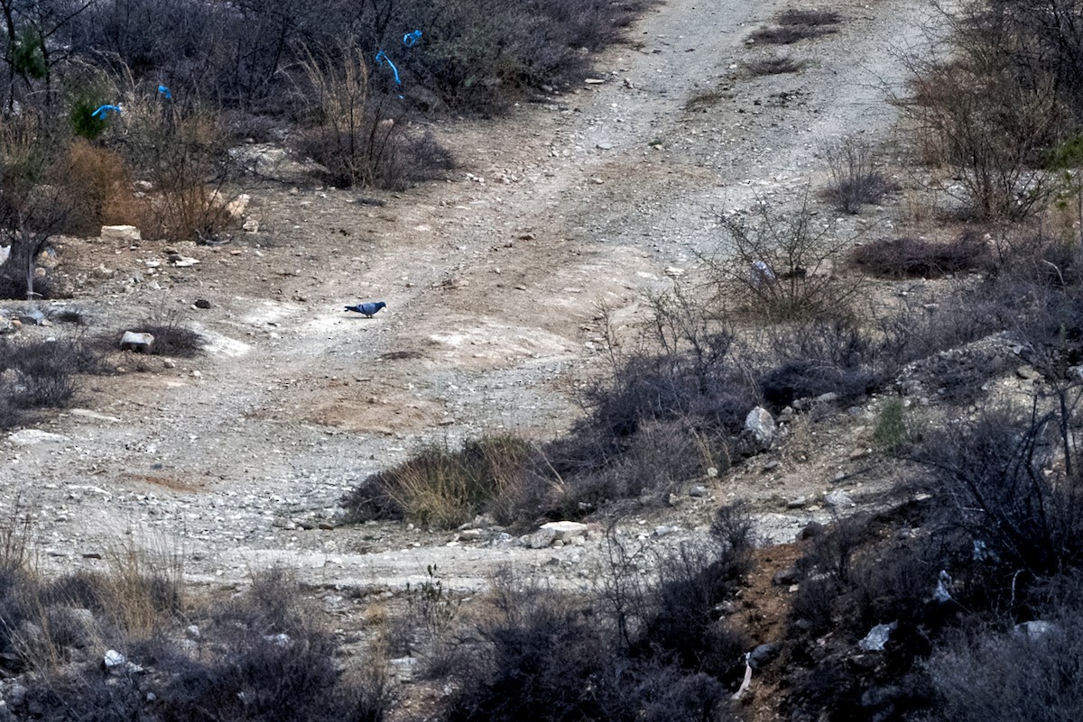 Hill Pigeon - ML646766004