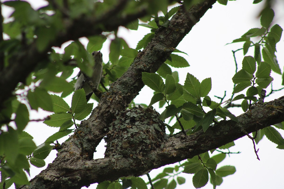 Blue-gray Gnatcatcher - ML646766005