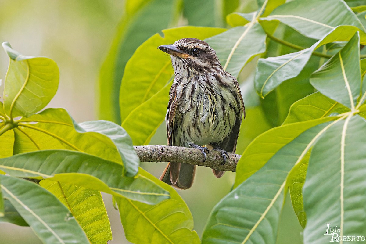 Streaked Flycatcher - ML646766006