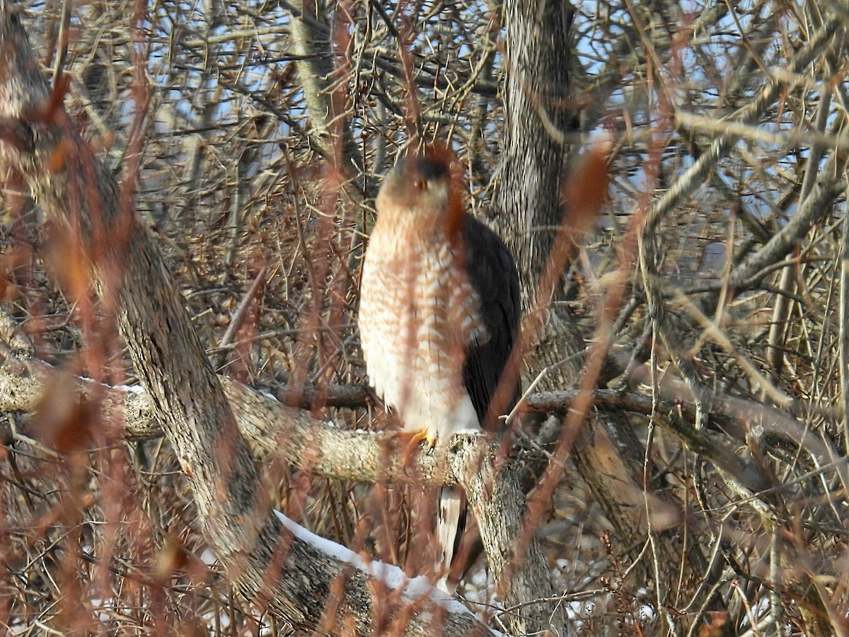 Épervier de Cooper - ML646766007