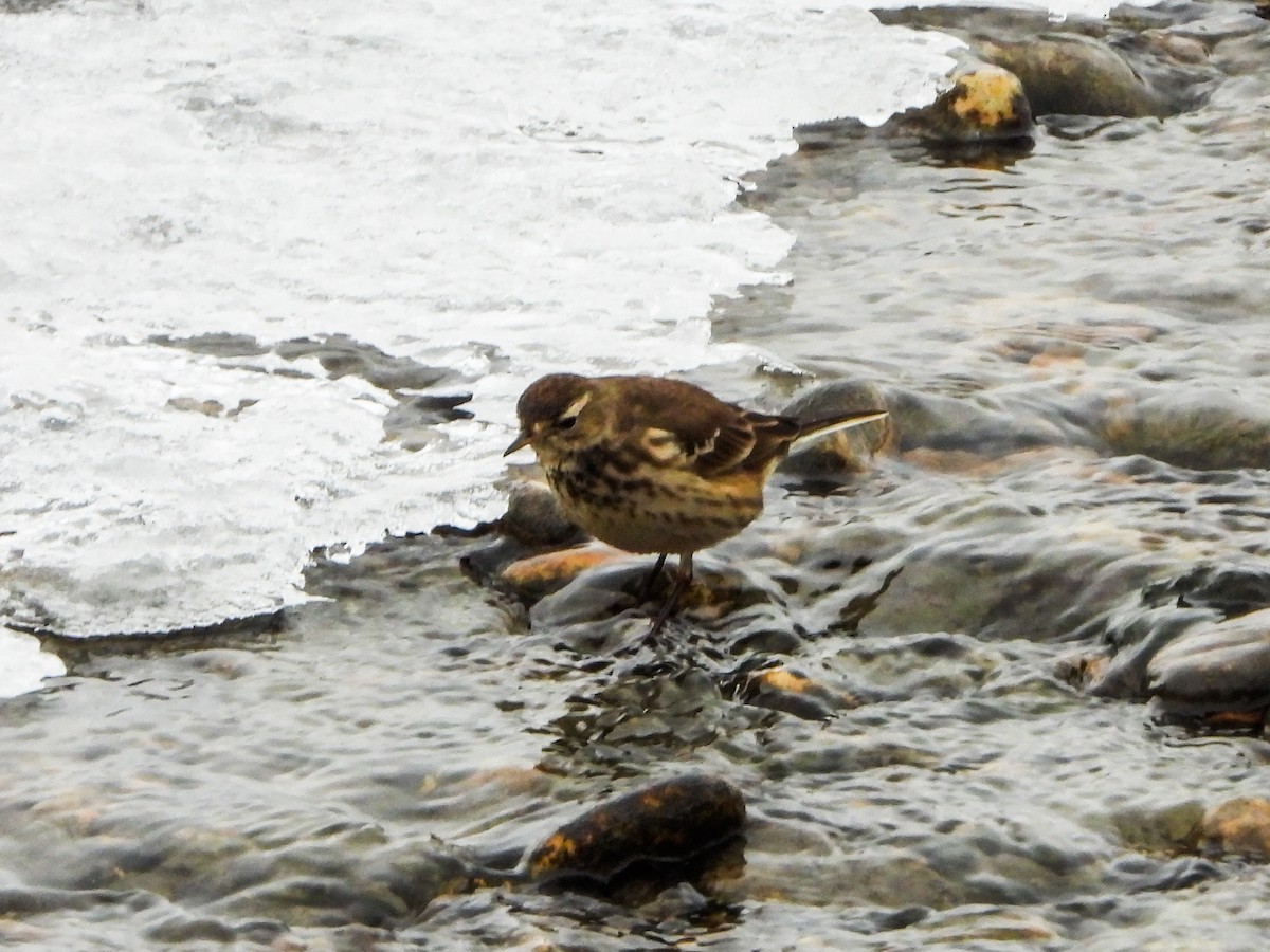 American Pipit - ML646766008