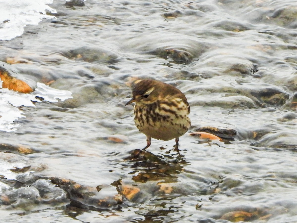 American Pipit - ML646766009