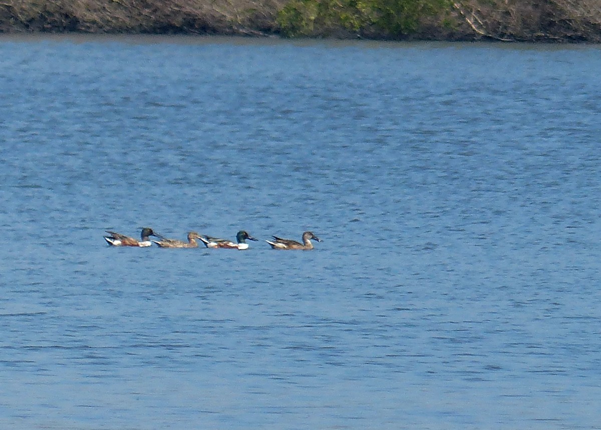 Northern Shoveler - ML64676601