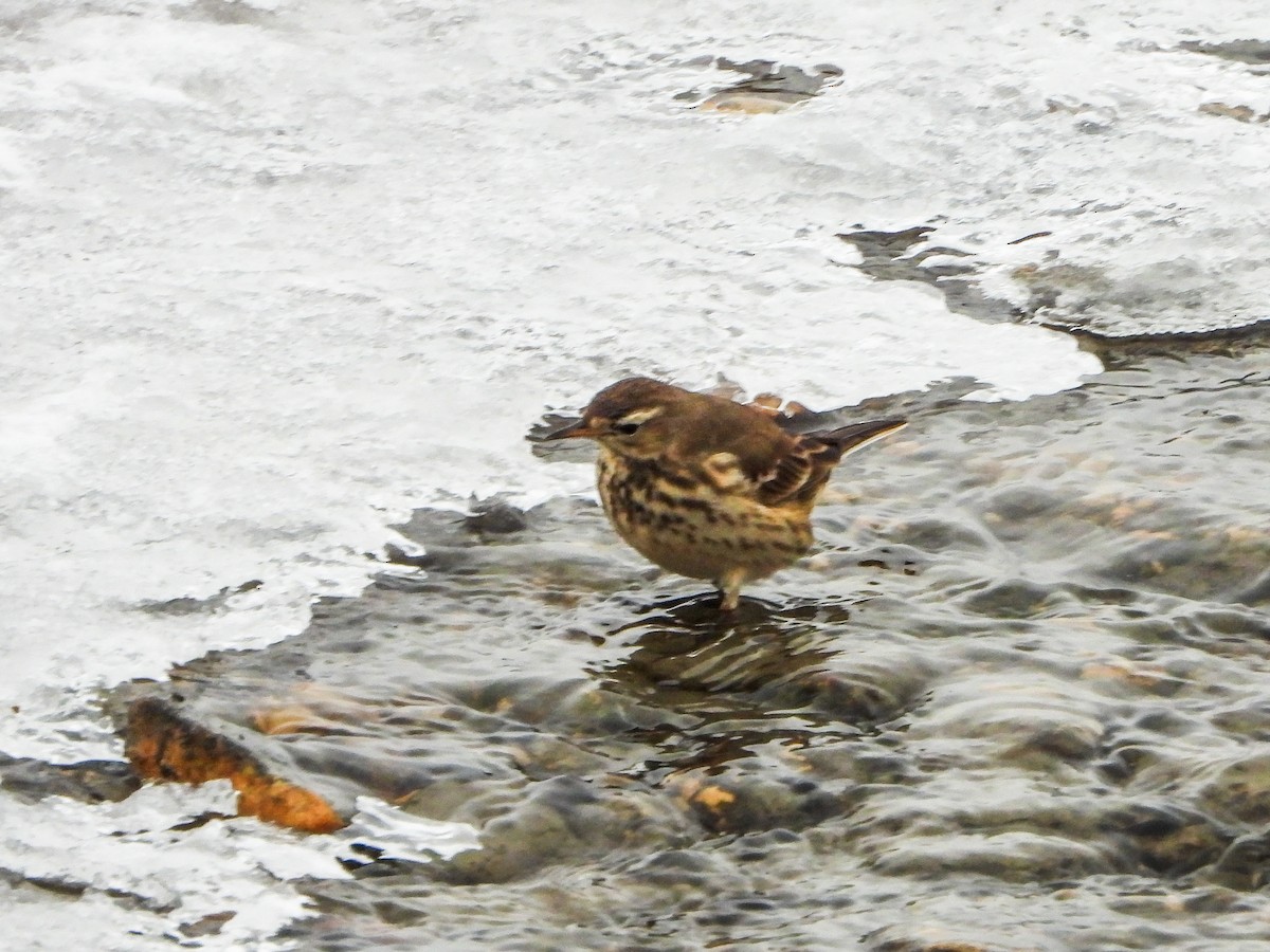 American Pipit - ML646766010