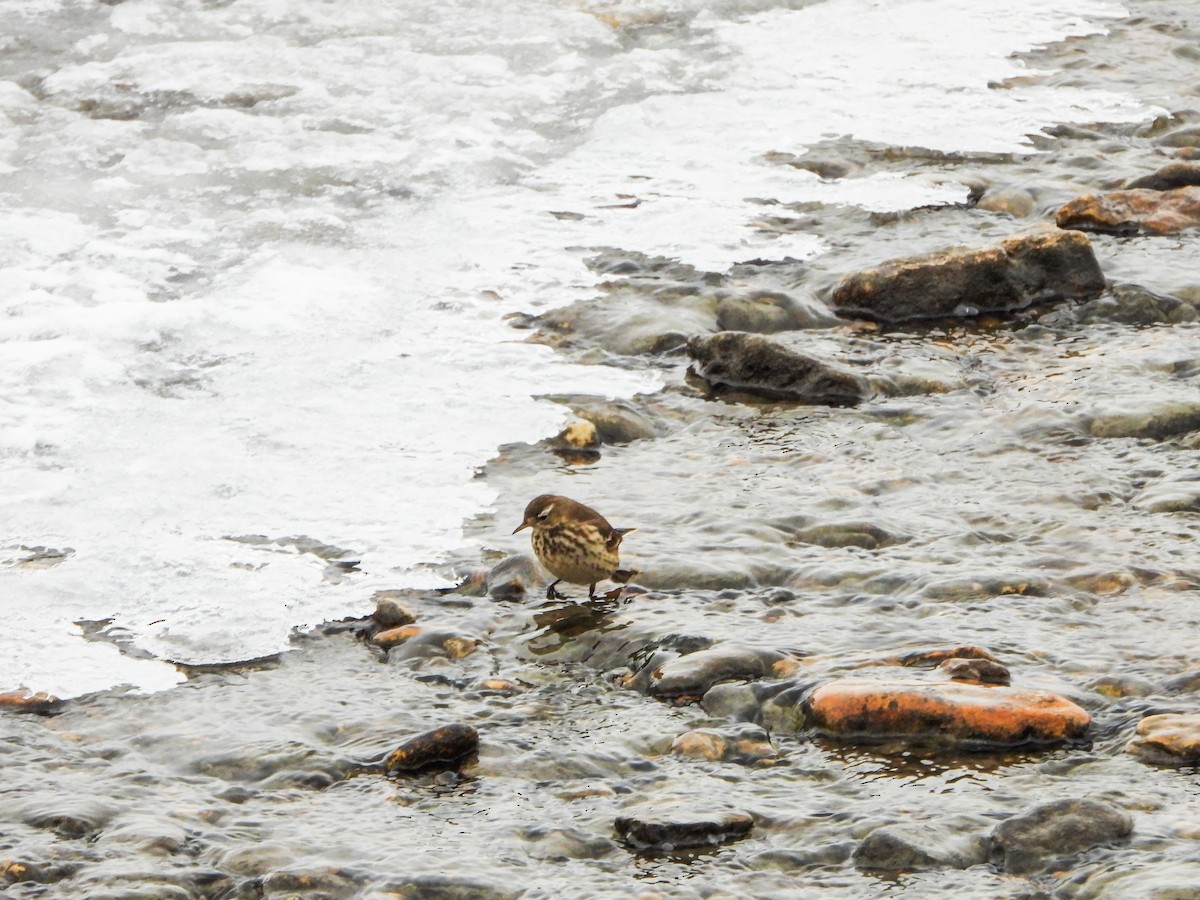 American Pipit - ML646766011