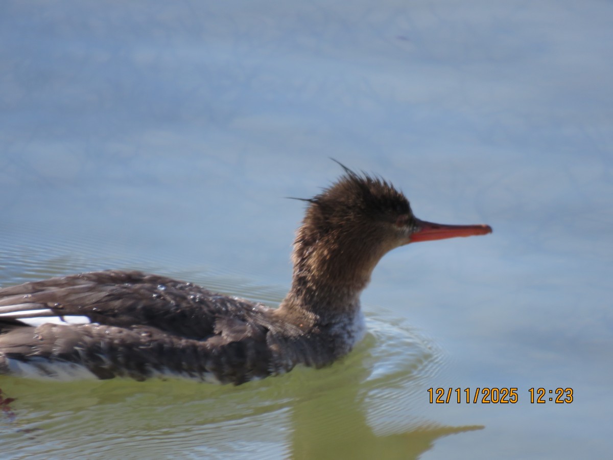 Serreta Mediana - ML646766012