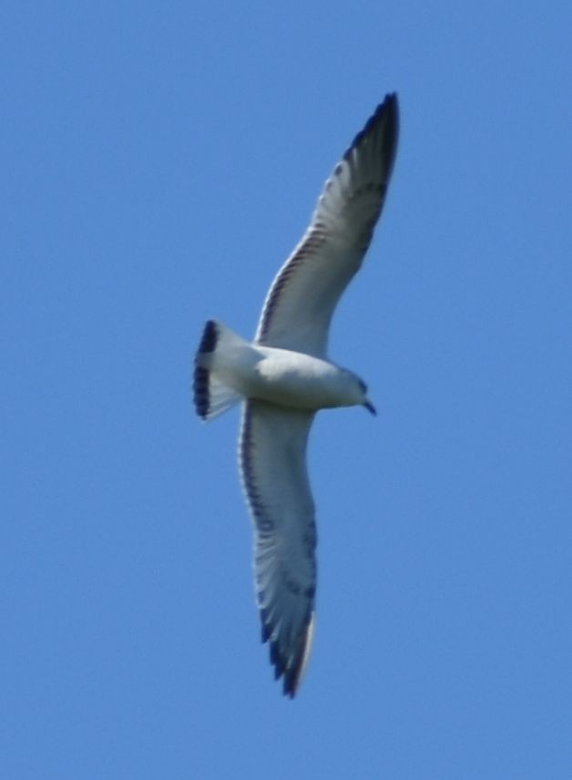 Mediterranean Gull - ML646766014