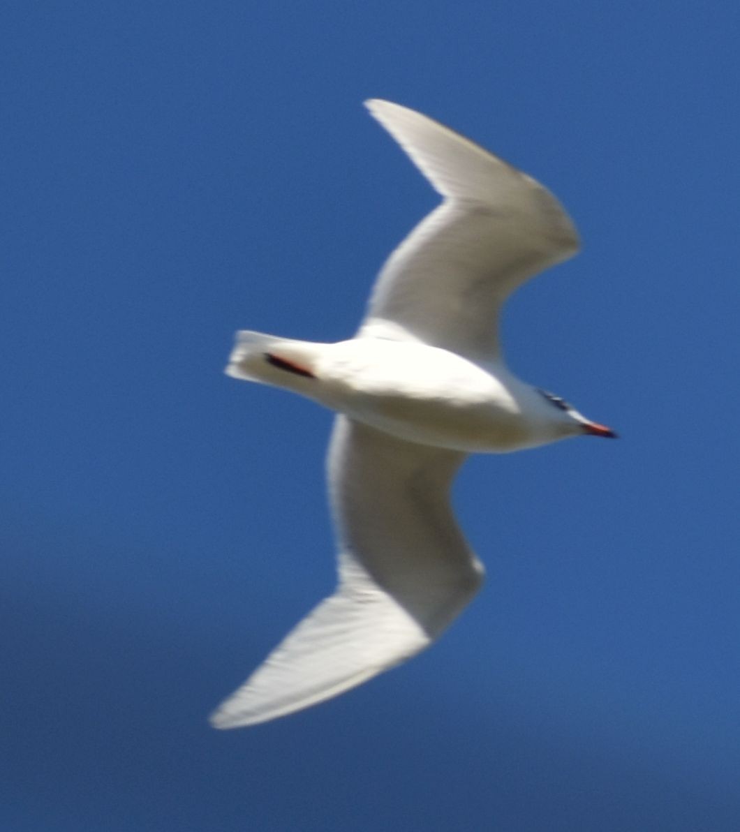 Mediterranean Gull - ML646766015