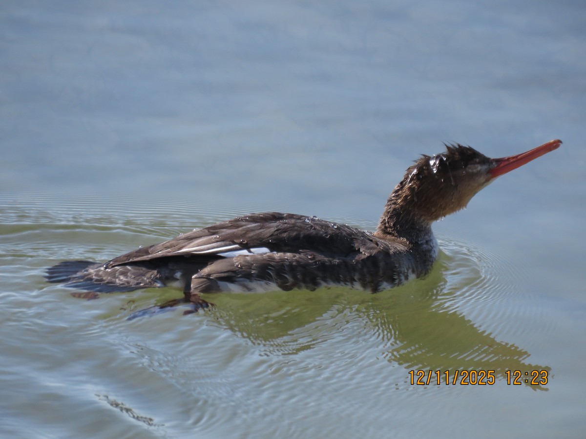 Serreta Mediana - ML646766016