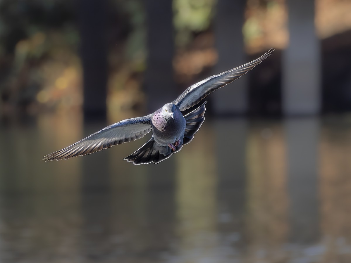 Paloma Bravía (variedad doméstica) - ML646766018