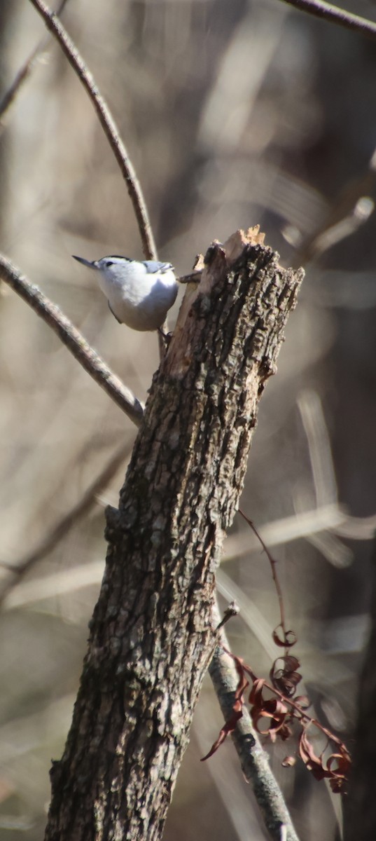 Sittelle à poitrine blanche - ML646766019