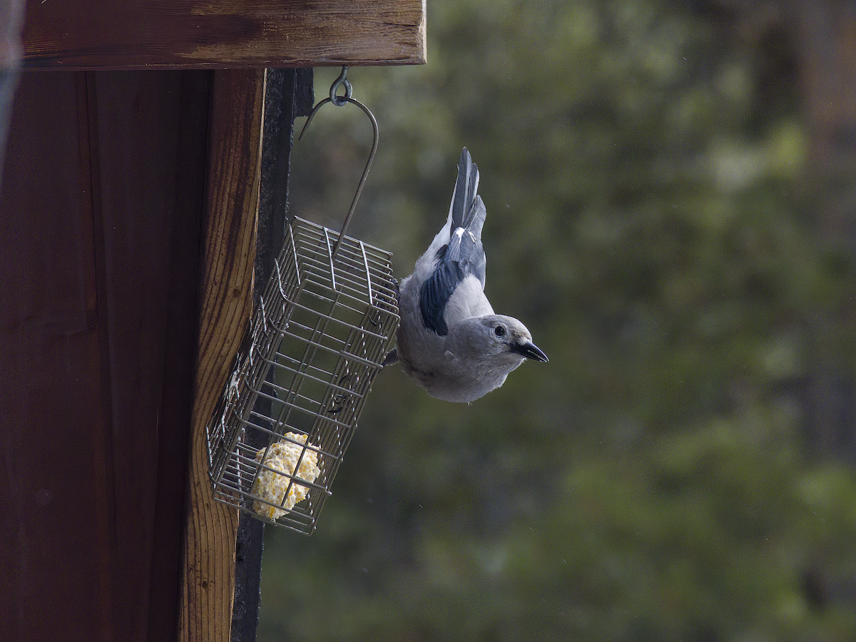 Clark's Nutcracker - ML646766020