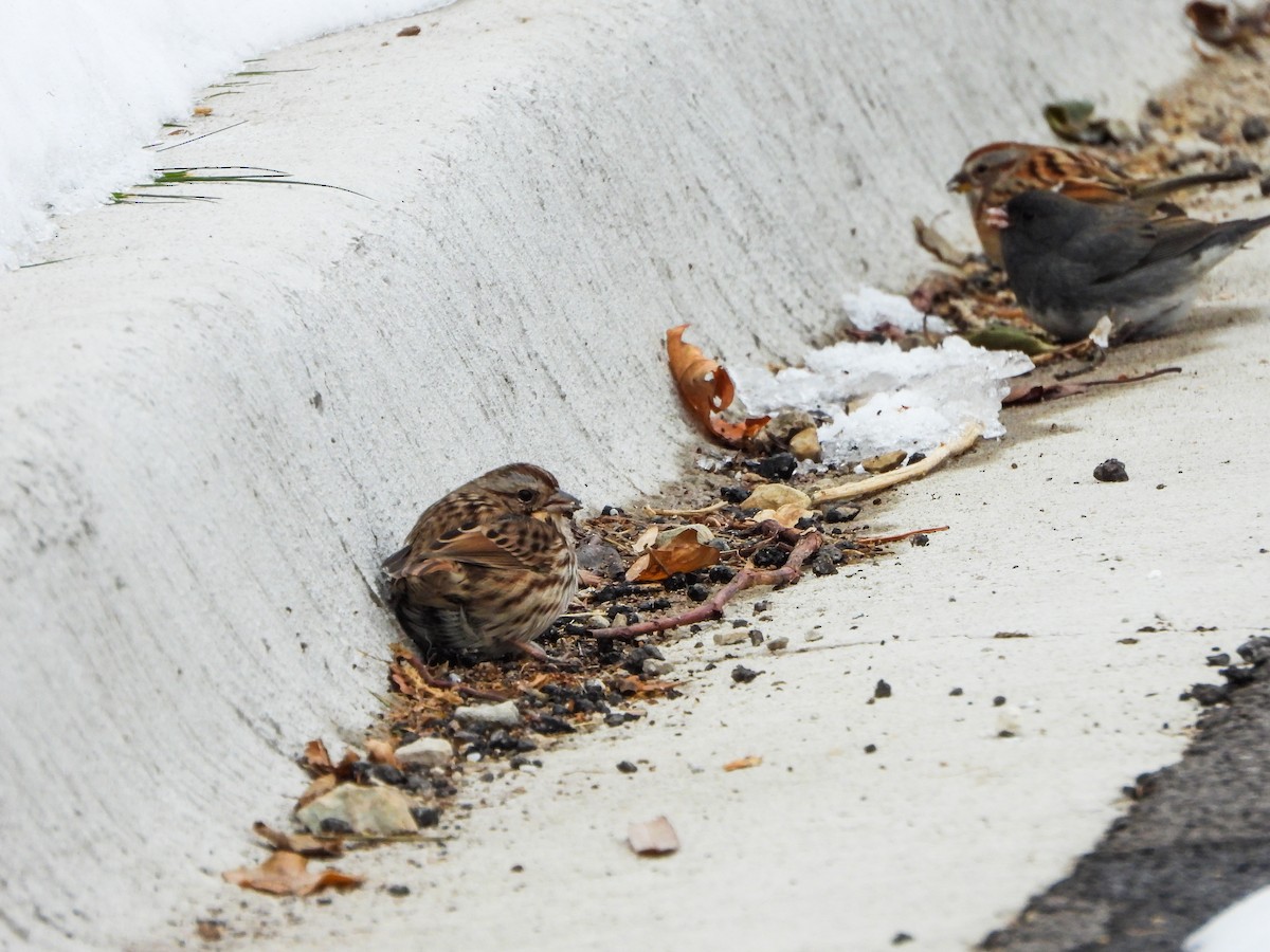 Song Sparrow - ML646766027