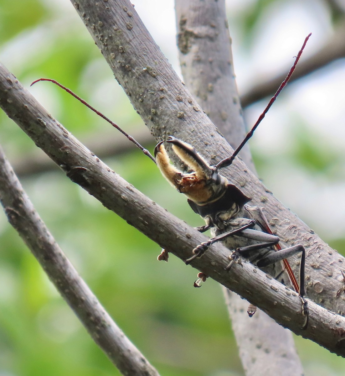 Longhorn Beetles - ML646766028