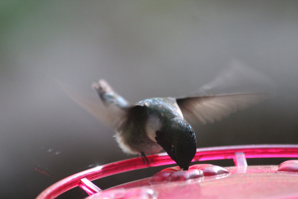 Рубиновогорлый колибри - ML646766029