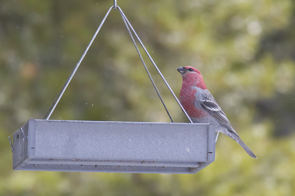 Pine Grosbeak - ML646766031