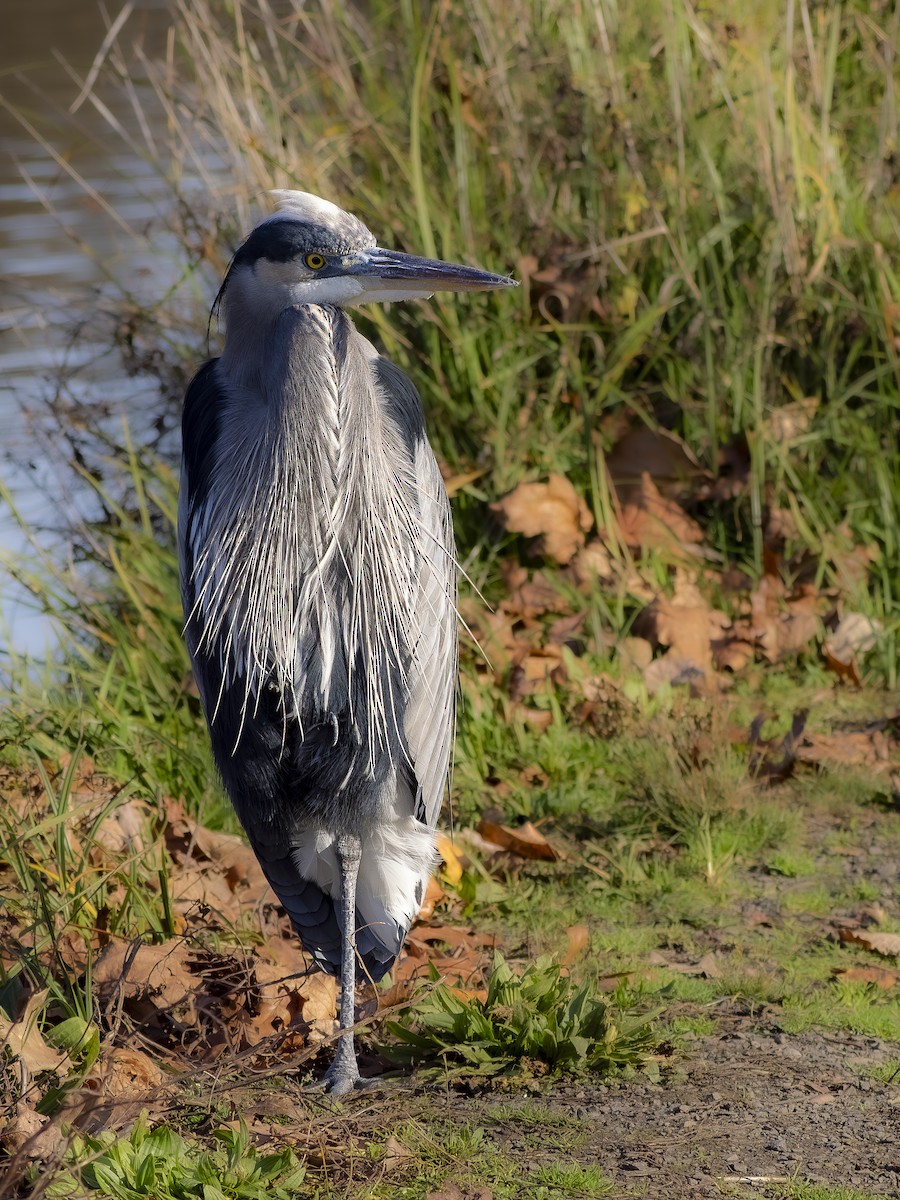 Garza Azulada - ML646766032