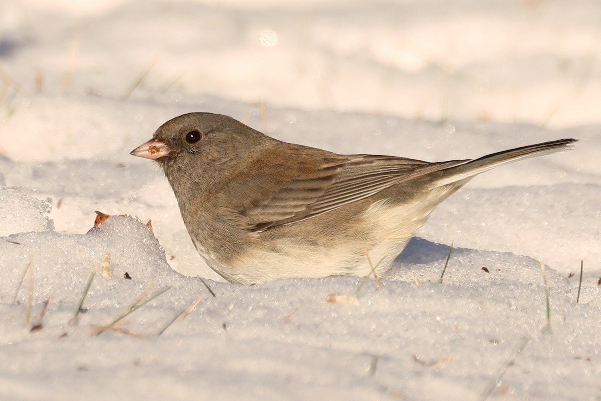 Серый юнко - ML646766033