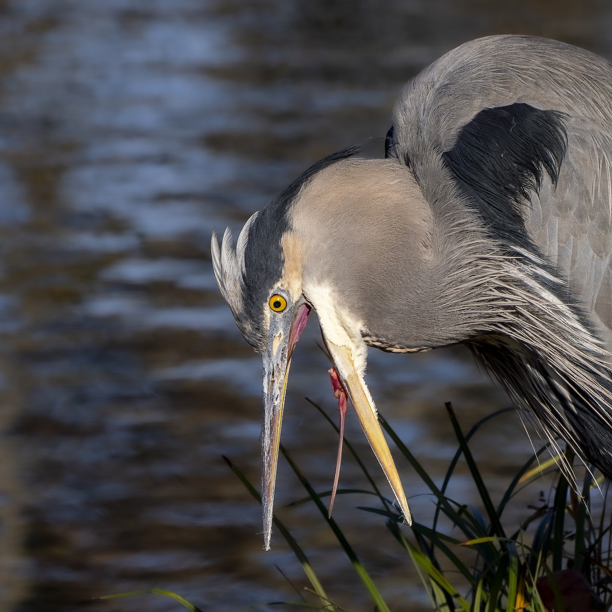 Garza Azulada - ML646766034