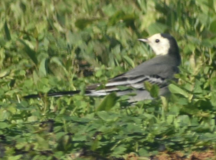 White Wagtail - ML646766035