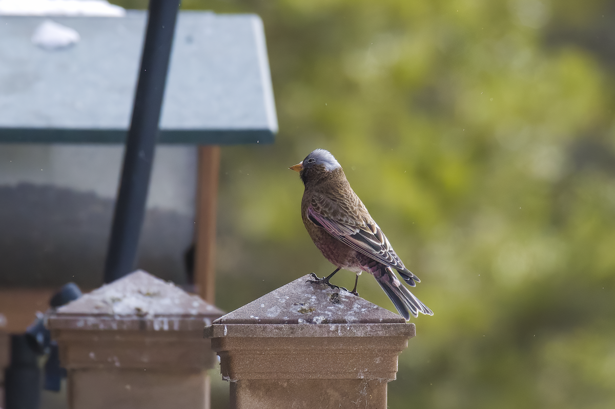 Pinzón Montano Nuquigrís (littoralis) - ML646766036