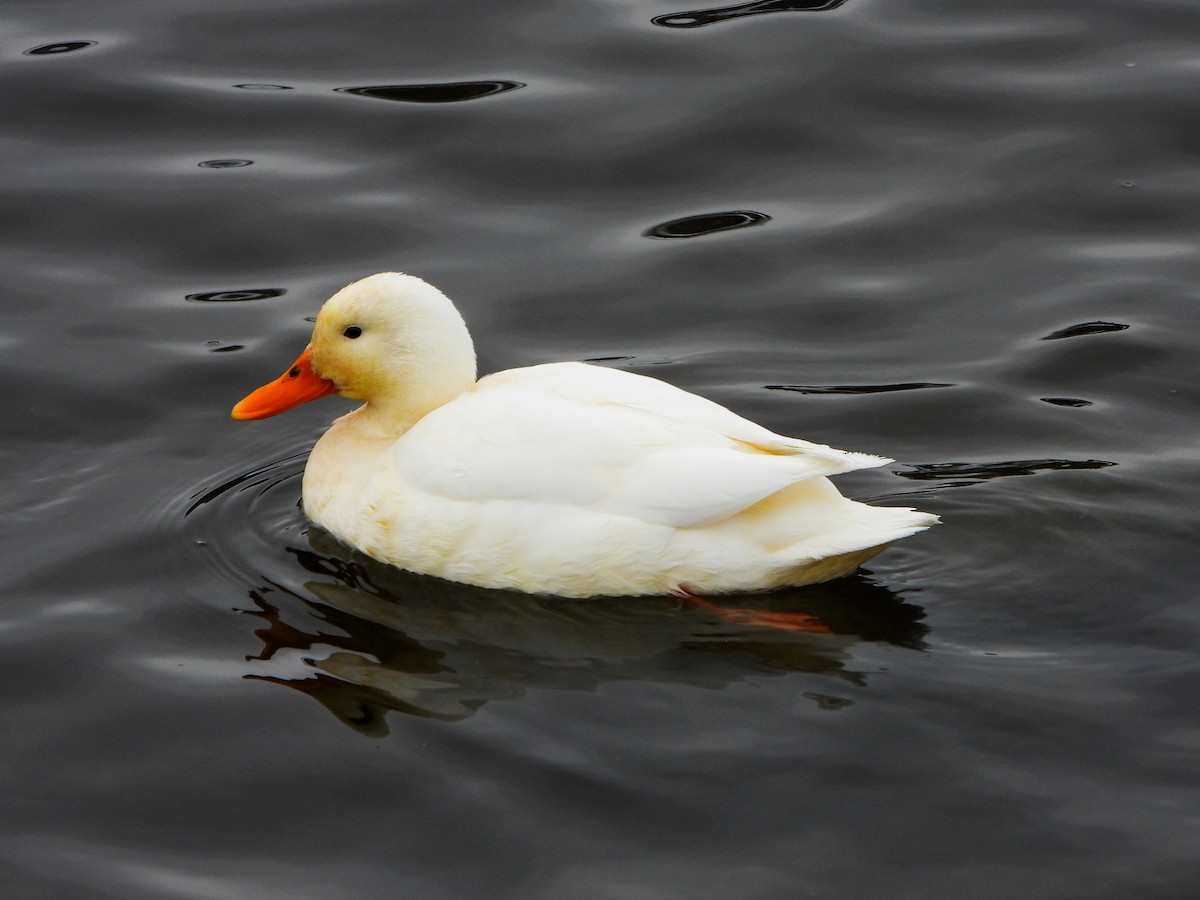 Mallard (Domestic type) - ML646766037