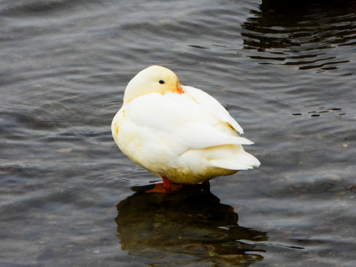 Mallard (Domestic type) - ML646766038